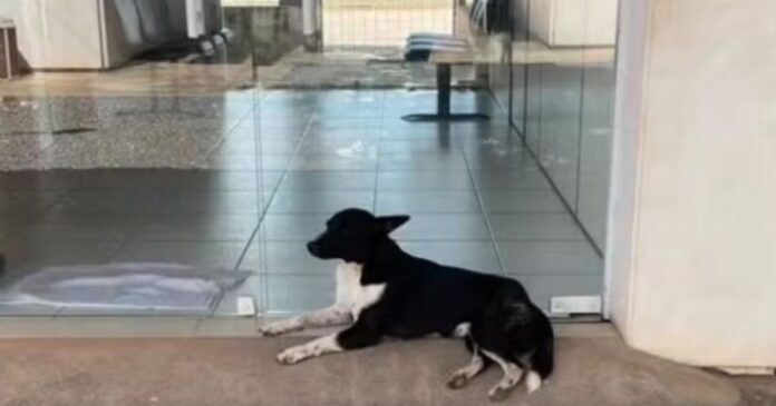 funcionarios-de-delegacia-baiana-adotam-cachorro-abandonado-e-batizam-pet-de-“tco” funcionarios-de-delegacia-baiana-adotam-cachorro-abandonado-e-batizam-pet-de-“tco”