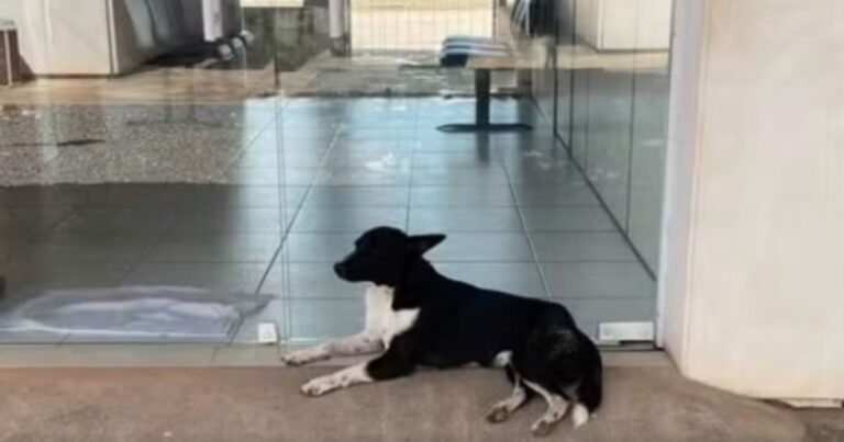 funcionarios-de-delegacia-baiana-adotam-cachorro-abandonado-e-batizam-pet-de-“tco”