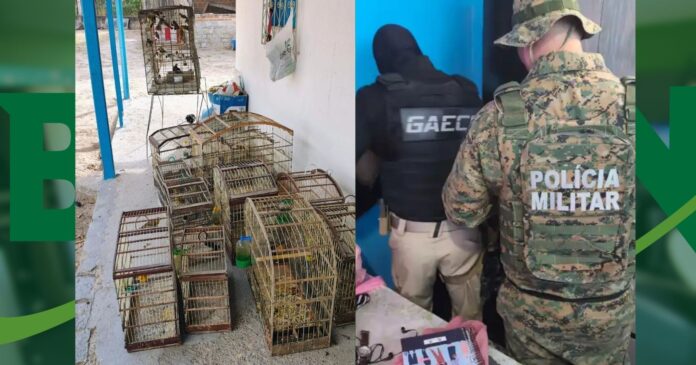 forcas-de-seguranca-prendem-quatro-pessoas-e-realizam-17-mandados-contra-quadrilha-de-trafico-de-aves-no-interior-baiano forcas-de-seguranca-prendem-quatro-pessoas-e-realizam-17-mandados-contra-quadrilha-de-trafico-de-aves-no-interior-baiano