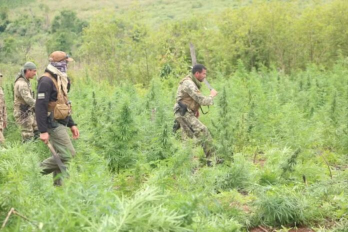 brasil-e-paraguai-destroem-quase-40-toneladas-de-maconha-em-operacao brasil-e-paraguai-destroem-quase-40-toneladas-de-maconha-em-operacao