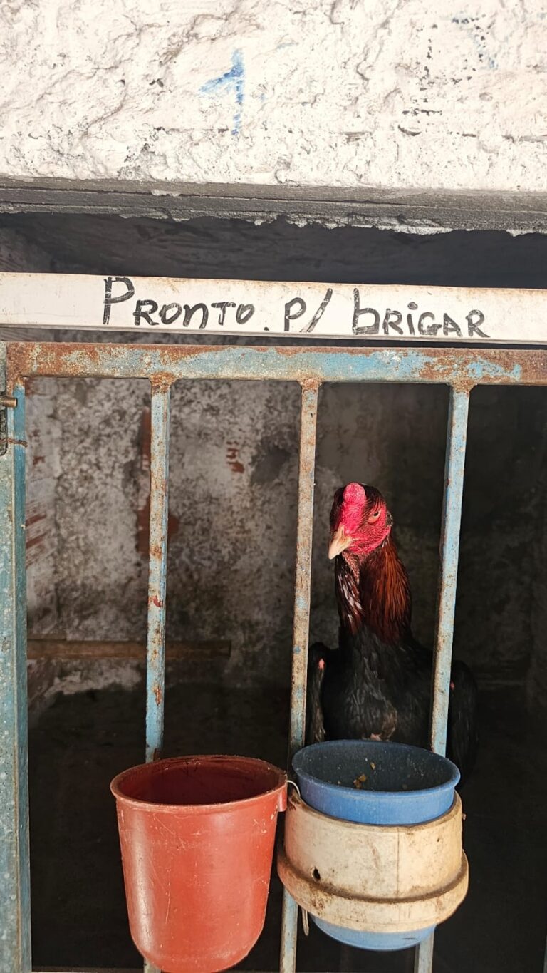 dois-homens-sao-presos-e-174-galos-apreendidos-durante-operacao-carcara-no-reconcavo-baiano