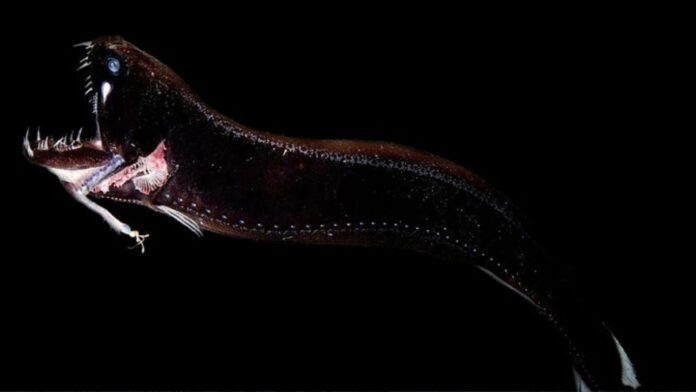 8-criaturas-marinhas-que-parecem-de-outro-planeta