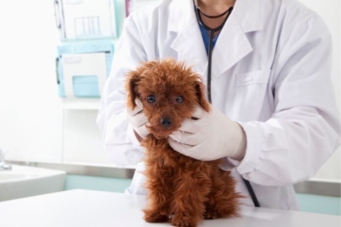 vacina-para-pets:-8-“verdades”-que-te-contam,-mas-que-sao-falsas