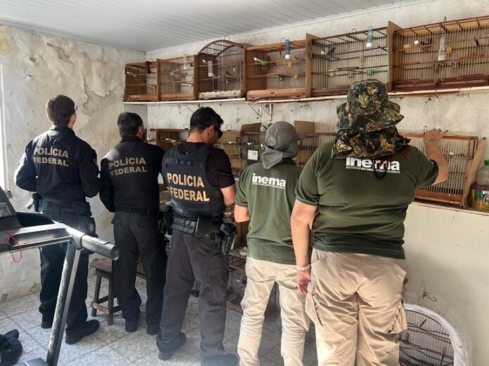 pf-resgata-mais-de-30-aves-silvestres-em-operacao-contra-trafico-em-salvador