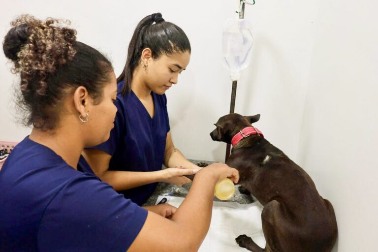 governo-da-bahia-inicia-programa-de-castracao-de-caes-com-foco-na-pecuaria-do-semiarido-baiano