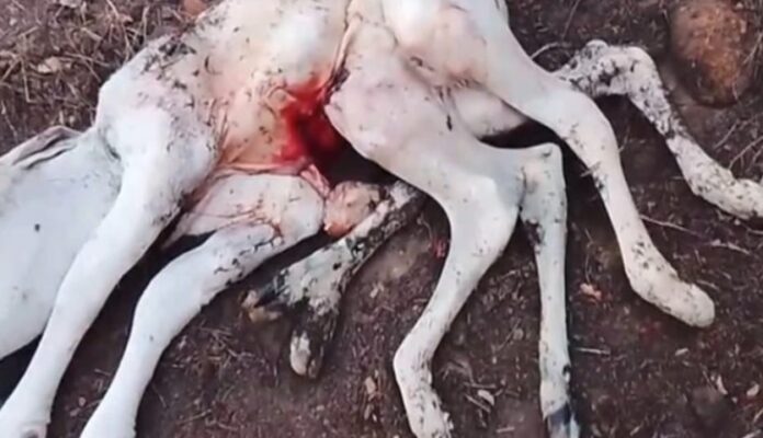 bezerro-com-oito-patas-nasce-em-fazenda-de-palmas-de-monte-alto-e-chama-atencao-de-moradores