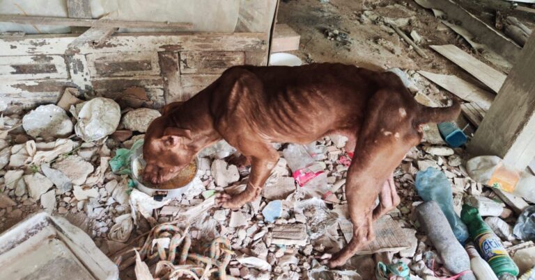 pm-resgata-cachorro-em-situacao-de-maus-tratos-durante-operacao-contra-trafico-em-eunapolis