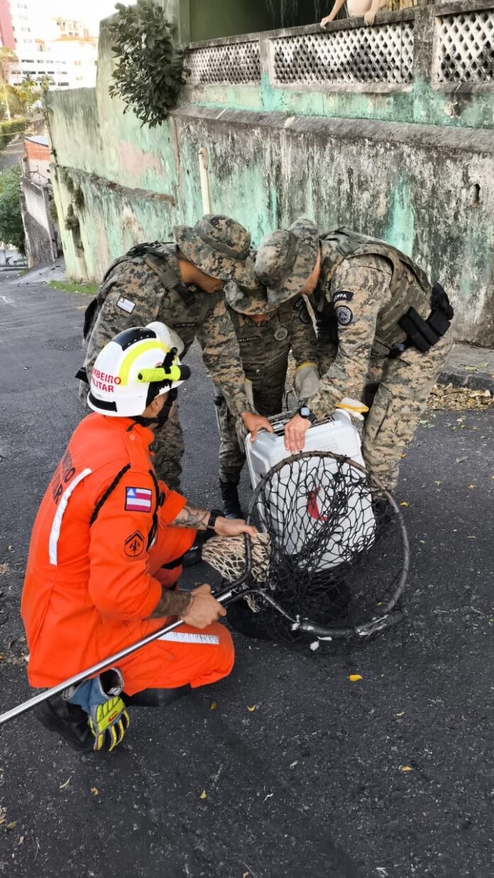 pavao-e-resgatado-em-brotas-em-acao-conjunta-da-pm-e-do-corpo-de-bombeiros