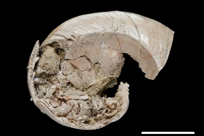 fossil-com-filhote-de-caracol-dentro-da-concha-e-encontrado-e-taiwan