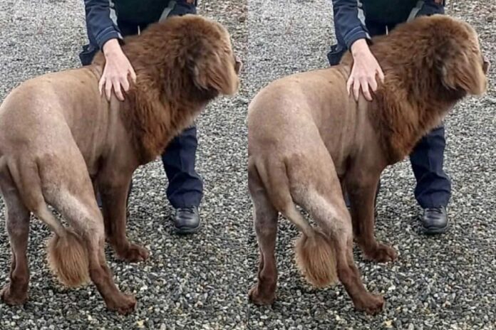 leao-na-floresta?-policia-desvenda-historia-de-animal-misterioso