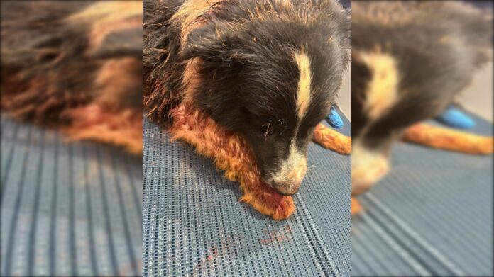 rottweilers-atacam-cachorro-em-canteiro-de-obras-no-sudoeste