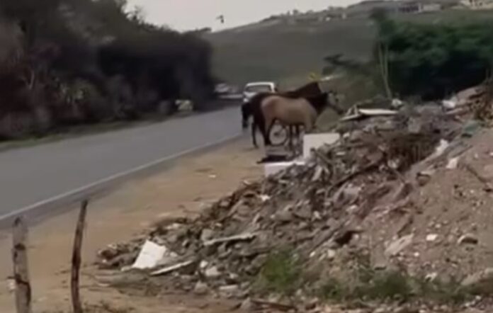 vale-do-jiquirica:-animais-soltos-na-br-420-causam-riscos-e-quase-provocam-novo-acidente-em-jaguaquara