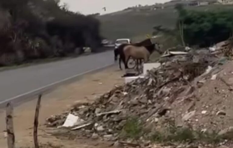 vale-do-jiquirica:-animais-soltos-na-br-420-causam-riscos-e-quase-provocam-novo-acidente-em-jaguaquara