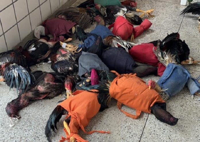 pm-prende-nove-e-apreende-34-galos-em-rinha-no-bairro-colina-verde,-em-teixeira-de-freitas