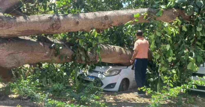 carro-sofre-“perda-total”-apos-ser-atingido-por-queda-de-arvore-em-feira-de-santana