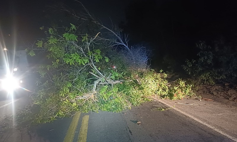 queimada-irregular-derruba-arvore-e-interdita-br-101-em-caravelas