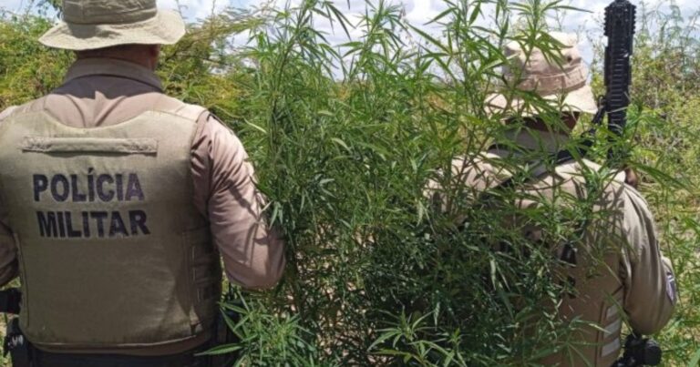 policia-erradica-23-mil-pes-de-maconha-em-operacao-no-norte-da-bahia