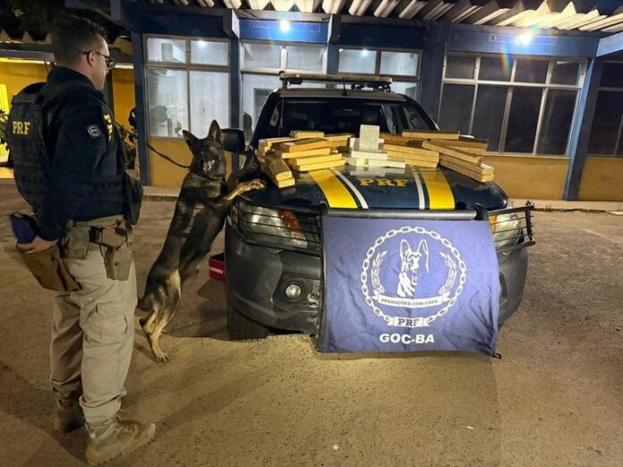 com-caes-farejadores,-prf-prende-passageiro-com-mais-de-34-kg-de-drogas-em-onibus-que-passava-por-feira