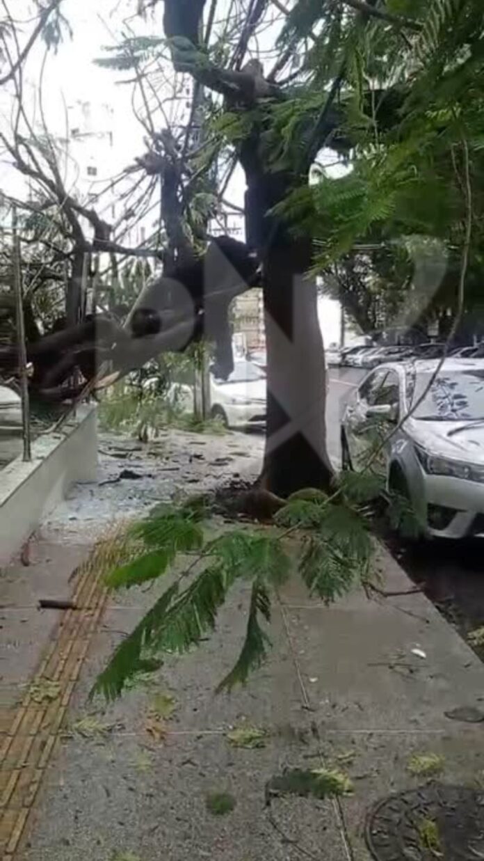 video:-arvore-cai-e-atinge-fachada-de-predio-no-bairro-da-graca,-em-salvador