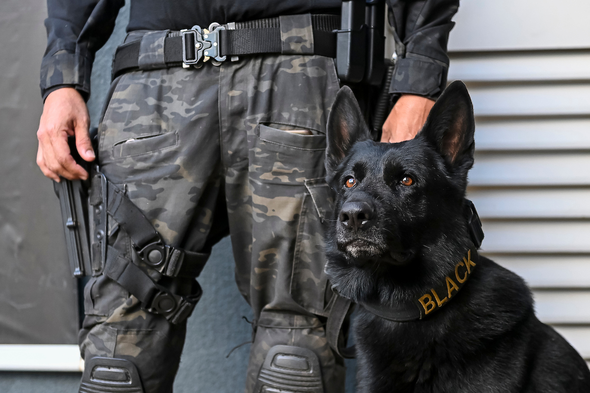 tropa-k9:-veja-descobertas-inacreditaveis-dos-caes-policiais-da-pcdf