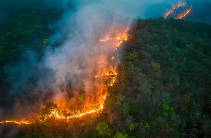 incendios-em-unidades-de-conservacao-caem-ao-segundo-menor-nivel-da-historia