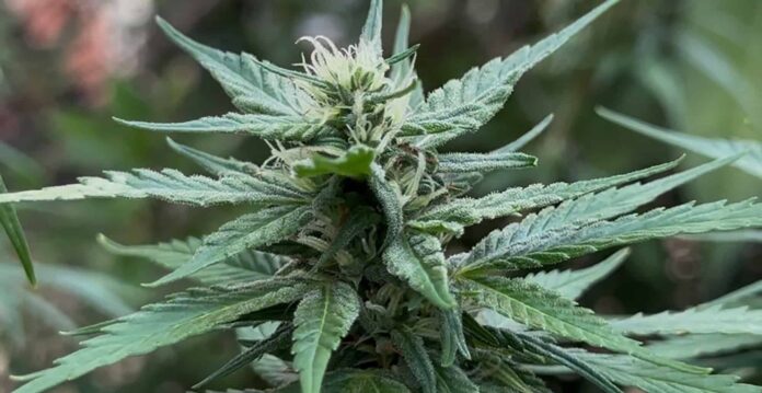 anvisa-autoriza-pesquisas-com-cannabis-pela-embrapa