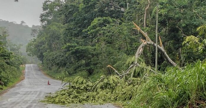 chuva-provoca-queda-de-arvore-e-interdita-trecho-da-ba-130-em-itagi