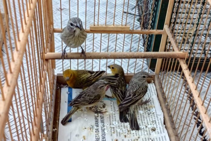 homem-e-multado-em-r$-5-mil-por-manter-canarios-da-terra-em-casa