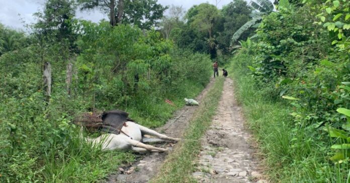 trabalhador-quase-e-eletrocutado-apos-pisar-em-fio-de-alta-tensao-no-sul-da-bahia