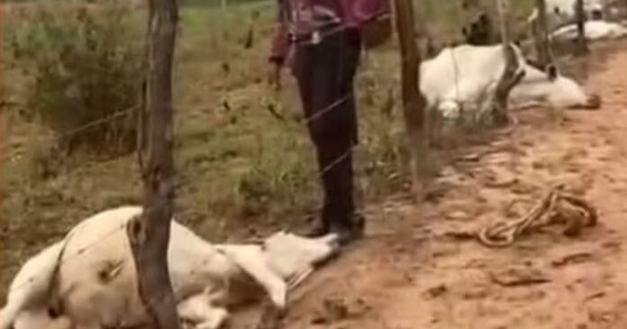 raio-mata-oito-bovinos-no-sudoeste-baiano-e-causa-prejuizo-superior-a-r$-30-mil