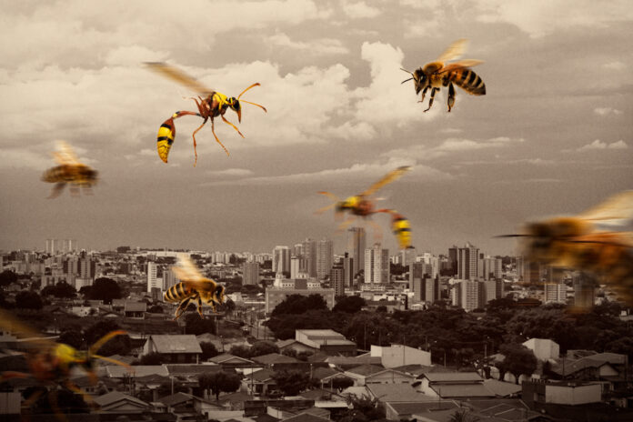 ataques-de-abelhas-disparam-no-df;-na-asa-sul,-3-pessoas-ficam-feridas