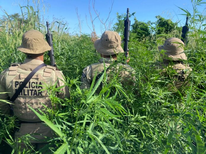 pm-erradica-cerca-de-32-mil-pes-de-maconha-no-interior-da-bahia