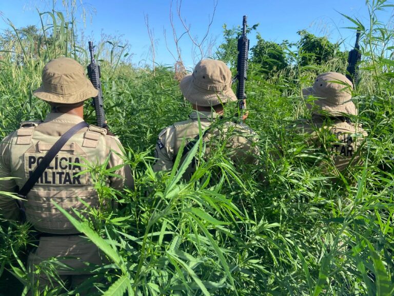 pm-erradica-cerca-de-32-mil-pes-de-maconha-no-interior-da-bahia
