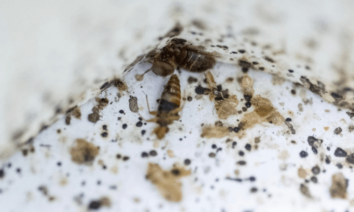 cientistas-da-malasia-usam-percevejos-para-tentar-esclarecer-crimes