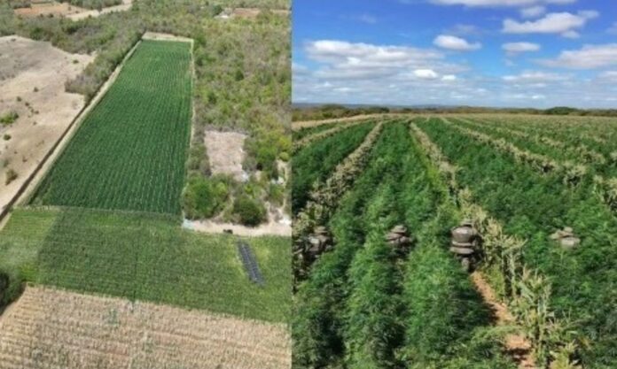 operacao-com-drones-da-pm-localiza-mais-de-200-mil-pes-de-maconha-em-barro-alto