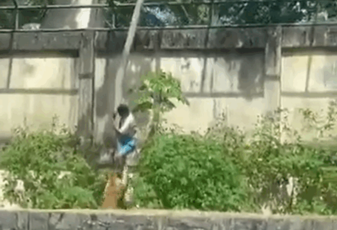 homem-morre-apos-invadir-recinto-de-leoa-em-joao-pessoa;-parque-e-fechado