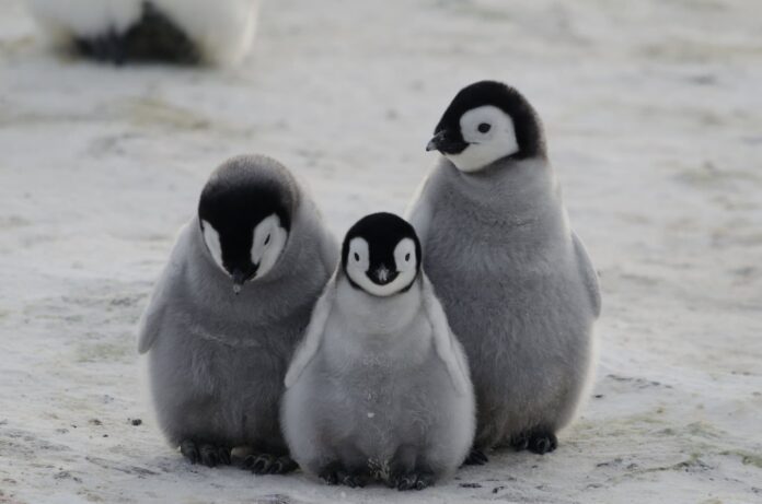 por-que-os-pinguins-nao-congelam-no-frio?-entenda-a-fisiologia-destas-aves-curiosas