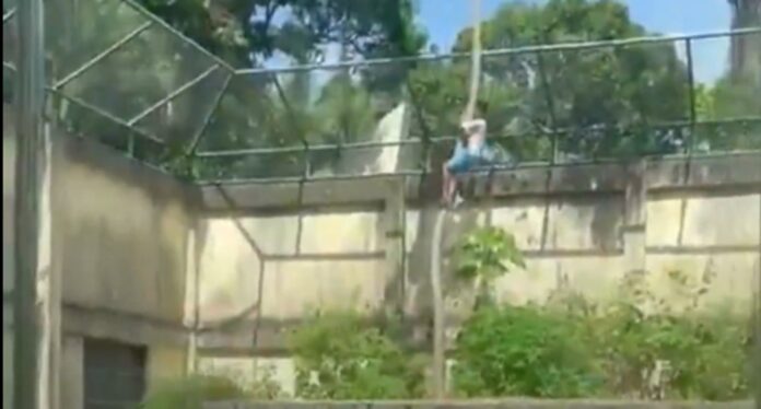 o-que-se-sabe-sobre-o-homem-morto-por-uma-leoa-na-paraiba