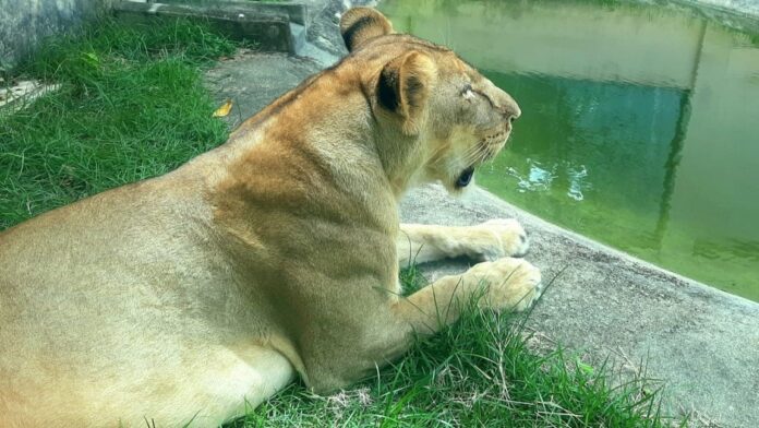 leoa-que-matou-jovem-de-19-anos-apos-ter-seu-recinto-invadido-nao-sera-sacrificada,-garante-zoologico