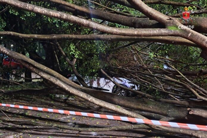 chuvas-derrubam-arvores-sobre-5-carros-no-estacionamento-do-senado