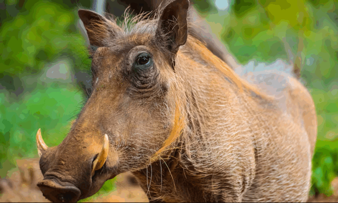 peste-suina-mata-nove-javalis-perto-de-barcelona