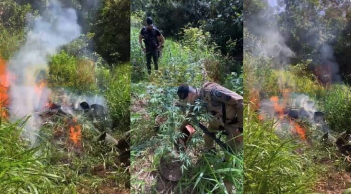 policia-militar-encontra-plantacao-com-160-pes-de-maconha-em-area-rural-de-itacare