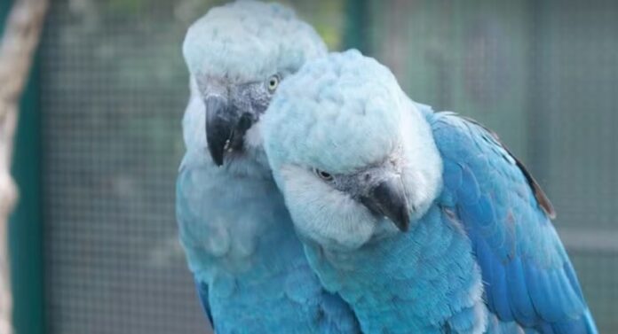 pf-deflagra-operacao-na-bahia-contra-disseminacao-de-virus-que-ameaca-ararinha-azul,-simbolo-da-caatinga
