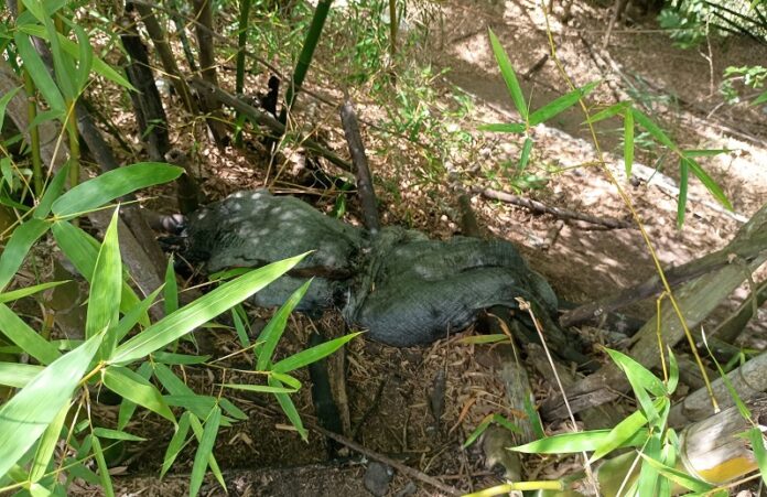 possivel-execucao:-homem-com-tiro-na-cabeca-e-encontrado-desovado-na-br-101