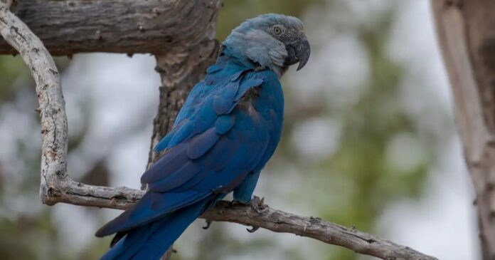 criadouro-baiano-nega-apreensao-de-ararinhas-azuis-e-afirma-que-a-especie-e-“resistente”-a-circovirus
