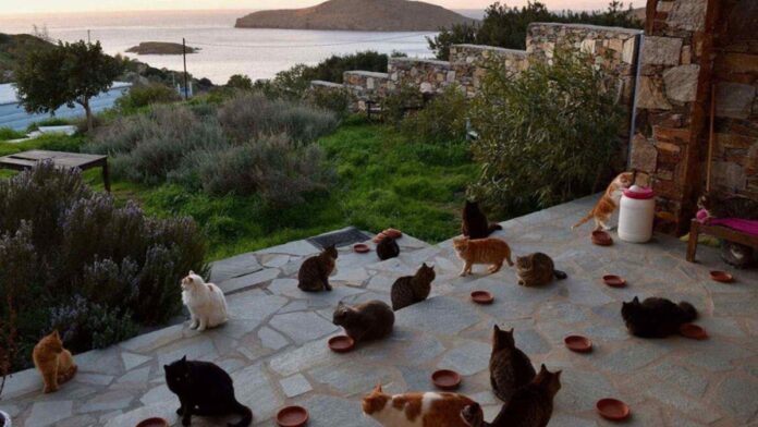 tudo-pago:-cuidar-de-gatos-em-ilha-paradisiaca-e-a-vaga-dos-sonhos