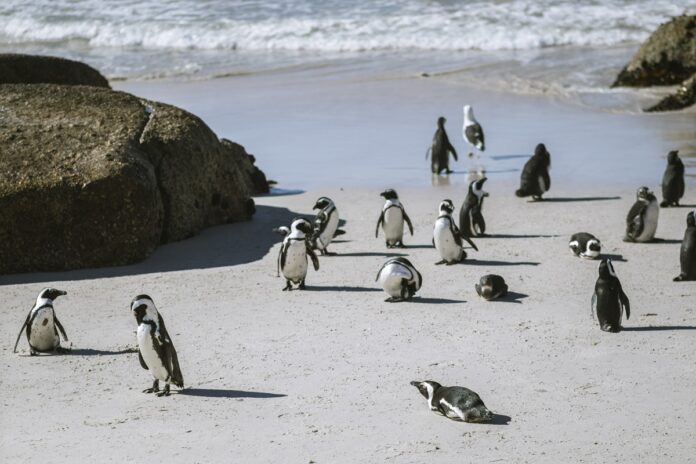 populacoes-de-pinguins-africanos-estao-morrendo-em-massa-por-fome