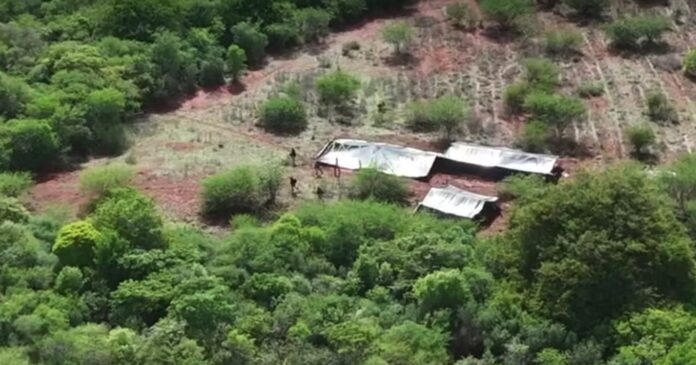 plantacao-de-maconha-de-tres-hectares-e-localizada-com-apoio-de-drone-no-norte-da-bahia