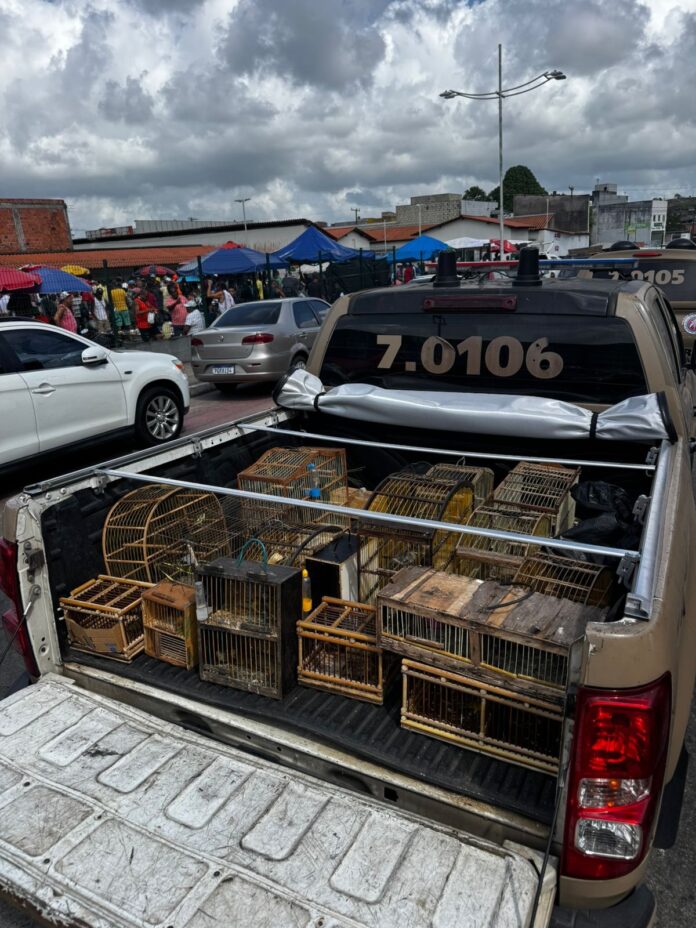 policia-captura-mais-de-50-aves-vendidas-ilegalmente-em-simoes-filho