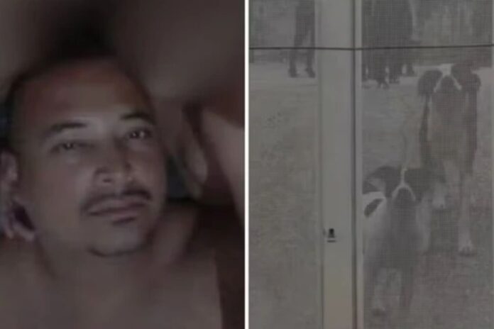 morador-de-rua-e-atacado-por-10-caes-e-morre-em-chacara